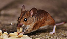 24 Hour & Emergency Exterminators in Blowing Rock, NC